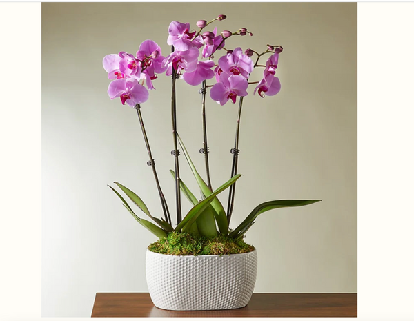 Colorful Orchid Container